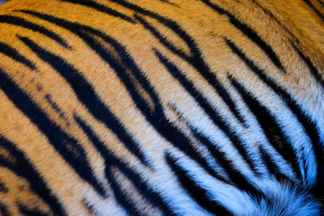 Sumatran tiger Skin Texture © nvphoto