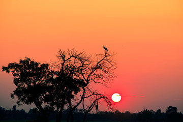 silhouette dry tree with sunset,Beautiful nature at sunset,Bird catching at the tree,Landscape of the countryside