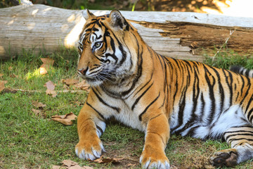 Sumatran tiger with a tree in background