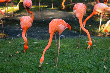 Flock of Pink Caribbean flamingos