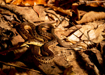 Garter Snake in the fall forest autumn leaves