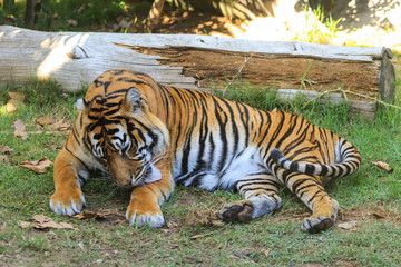 Fototapeta na wymiar Sumatran tiger with a tree in background