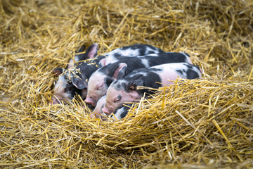 Group of newborn piglets sleeping in the hay © Kenishirotie