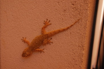 Lésard caméléon geiko