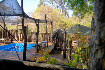 Elephant in Mana Pools National Park, Zimbabwe