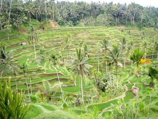 Green terrace step rice field with coconut tree in front of mountain.