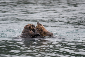 Fototapeta premium Seeottern beim Spielen- Die pussierlichen Tiere leben in Familienverbänden und spielen gerne. Häufig schwimmen sie auf dem Rücken, entspannen und putzen sich