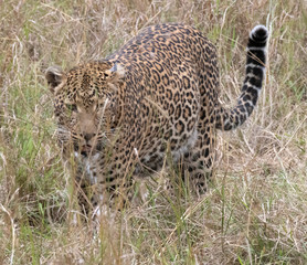 Fototapeta na wymiar Leopard in grass
