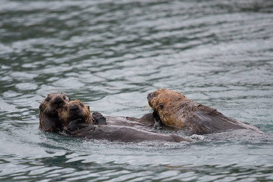 Seeottern beim Spielen, Alaska - Seeottern sind sehr famili&auml;re und gesellige Tiere, die gerne spielen