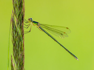 Dragonfly Insect Sitting on Plant Macro Portrait on Green Background