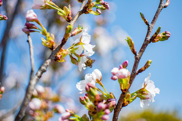 blooming cherry tree