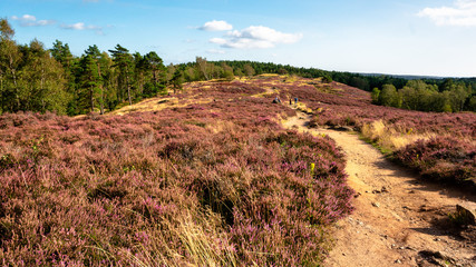 Green trees with blue sky in the backgound and pink red violet heather as foreground