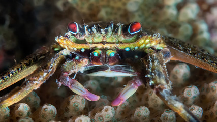 The crab hides in the coral waiting for prey.