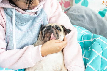 Portrait of a cute pug dog in the hands of the owner. Dog sleeping on hands in the morning on bed with sunlight.