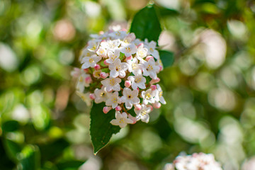 flowers in garden