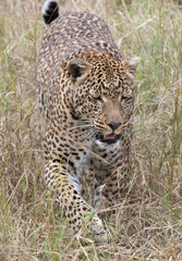 Leopard closeup