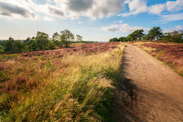 Green trees with blue sky in the backgound and pink red violet heather as foreground