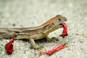 A small lizard on the sand with a hibiscus flower in its teeth