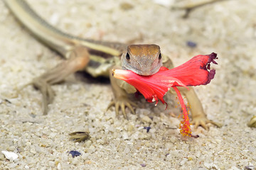 A small lizard on the sand with a hibiscus flower in its teeth