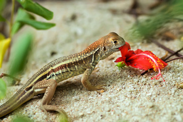 A small lizard on the sand with a hibiscus flower in its teeth