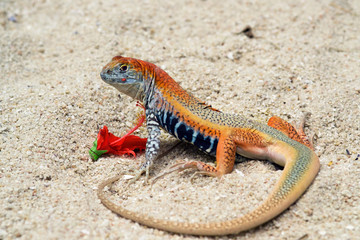 A small lizard on the sand with a hibiscus flower in its teeth