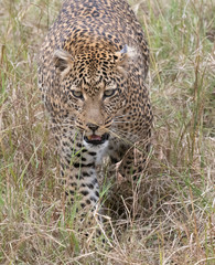 Leopard closeup