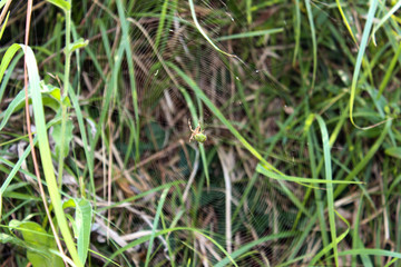 Morte nel sottobosco