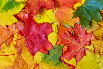 Naklejka na ściany i meble Maple Leaves Mixed Fall Colors Background.