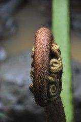 Fiddlehead Frond Unfurls