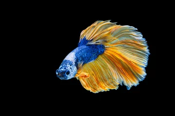 Foto op Plexiglas Het ontroerende moment mooi van gele en blauwe siamese betta vis of fancy betta splendens vechten vis in thailand op zwarte achtergrond. Thailand noemde Pla-kad of halve maan bijtende vis. © Soonthorn