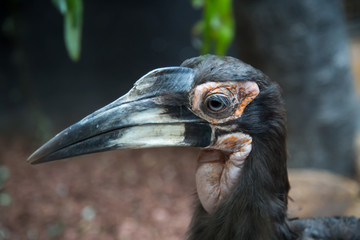 Portrait of a Kaffir horned Raven, Ground hornbill, large against a land of greenery. Birds, ornithology, ecology.