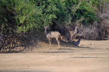 Fototapeta na wymiar Kudu in Mana Pools National Park, Zimbabwe
