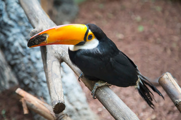 Toco Toucan, Ramphastos toco, sitting on a wooden branch. Birds, ornithology, ecology.