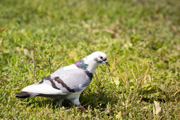 white dove on the grass