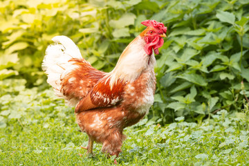 cock on the grass
