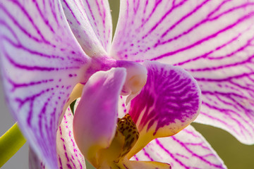 Orhid flower