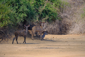 Fototapeta premium Kudu in Mana Pools National Park, Zimbabwe