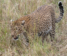 Leopard in grass