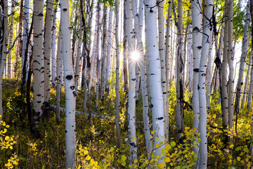 Sun Through Aspens