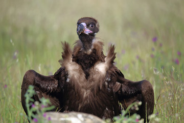 Cinereous vulture (Aegypius monachus) perched on grassy ground facing the camera and with semi-open wings