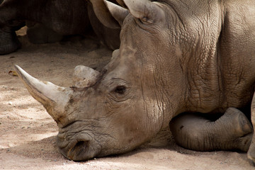 Obraz premium Una giornata al Parco