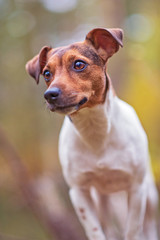 Jack Russell Terrier on a log in the forest. Photographed close-up.