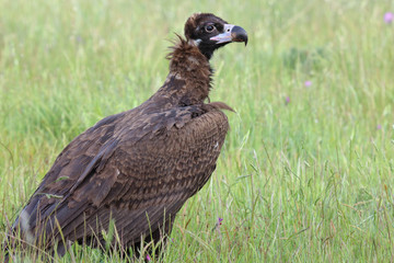 Cinereous vulture (Aegypius monachus) perched on grassy ground