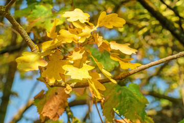 Yellow oak leaves on the tree with sun rays on background of blue sky.