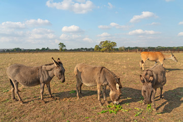Donkeys and antelope African animals on safari