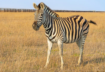 Zebra African herbivore animal on the steppe, autumn landscape.