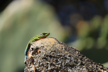 lagartija tomando sol