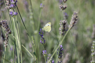 Farfalla e nettare di lavanda