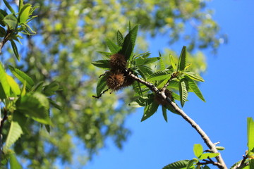 castaño en floración 