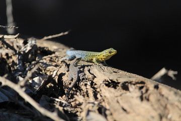lagartija tomando sol